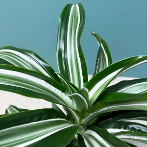 Dracaena fragrans 'Jade Jewel' (Pot Size 17cm) Corn plant - image 2