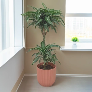 Dracaena fragrans 'Jade Jewel' (Pot Size 21cm) Corn plant - image 1