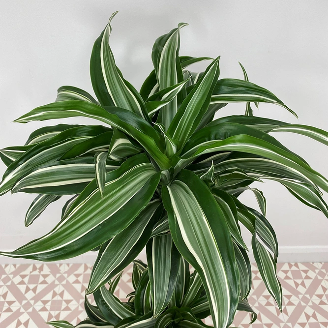 Dracaena fragrans 'Jade Jewel' (Pot Size 27cm) Corn plant - image 1