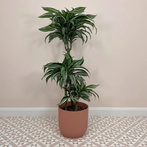 Dracaena fragrans 'Jade Jewel' (Pot Size 27cm) Corn plant - image 2