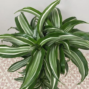 Dracaena fragrans 'Jade Jewel' (Pot Size 19cm) Corn plant - image 2