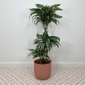 Dracaena fragrans 'Jade Jewel' (Pot Size 21cm) Corn plant - image 3