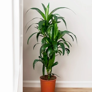 Dracaena fragrans 'Janet Craig' (Pot Size 21cm)  Dragon tree - image 1