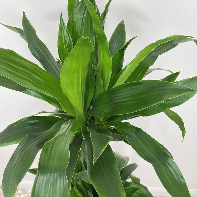 Dracaena fragrans 'Janet Craig' (Pot Size 24cm) Dragon Tree Approx Height 145cm - image 2