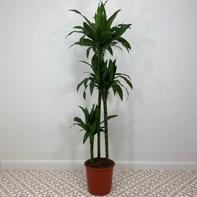 Dracaena fragrans 'Janet Craig' (Pot Size 24cm) Dragon Tree Approx Height 145cm - image 1