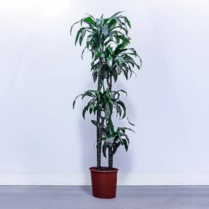 Dracaena fragrans 'Janet Craig' (Pot Size 27cm) Dragon Tree Approx Height 145cm - image 1