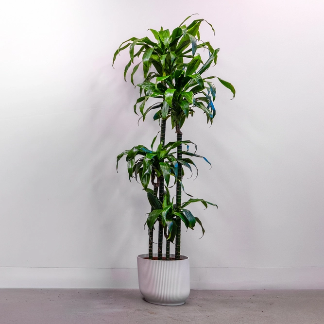 Dracaena fragrans 'Janet Craig' (Pot Size 27cm) Dragon Tree Approx Height 145cm - image 2