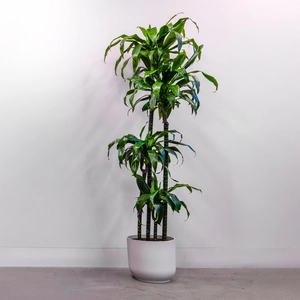 Dracaena fragrans 'Janet Craig' (Pot Size 27cm) Dragon Tree Approx Height 145cm - image 2