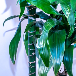 Dracaena fragrans 'Janet Craig' (Pot Size 27cm) Dragon Tree Approx Height 145cm - image 3