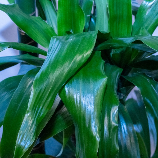 Dracaena fragrans 'Janet Craig' (Pot Size 27cm) Dragon Tree Approx Height 145cm - image 4