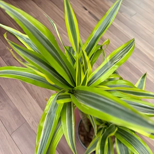 Dracaena 'Lemon Lime' (Pot Size 19cm) Lemon Lime Dracaena - image 2