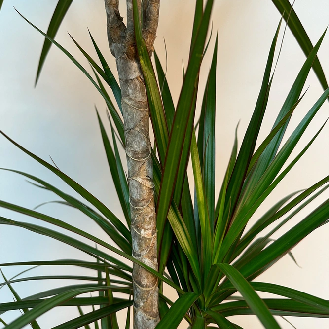 Dracaena marginata (Pot Size 7cm) Approx Height 130cm - image 2