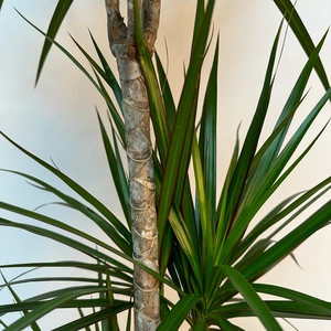 Dracaena marginata (Pot Size 7cm) Approx Height 130cm - image 2