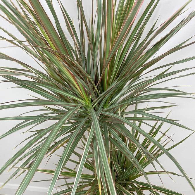 Dracaena marginata 'Bicolor' (Pot Size 21cm) Approx Height 120cm - image 2