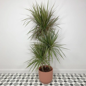 Dracaena marginata 'Bicolor' (Pot Size 21cm) Approx Height 120cm - image 3