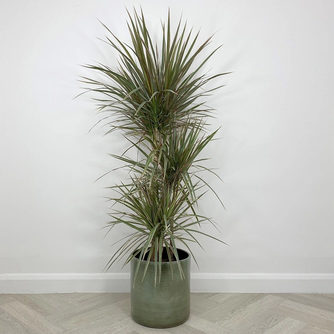 Dracaena marginata 'Bicolor' (Pot Size 21cm) Approx Height 120cm - image 1