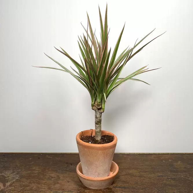 Dracaena marginata 'Bicolor' (Pot Size 5.5cm) Madagascar Dragon Tree - image 1