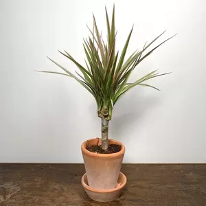 Dracaena marginata 'Bicolor' (Pot Size 5.5cm) Madagascar Dragon Tree - image 1