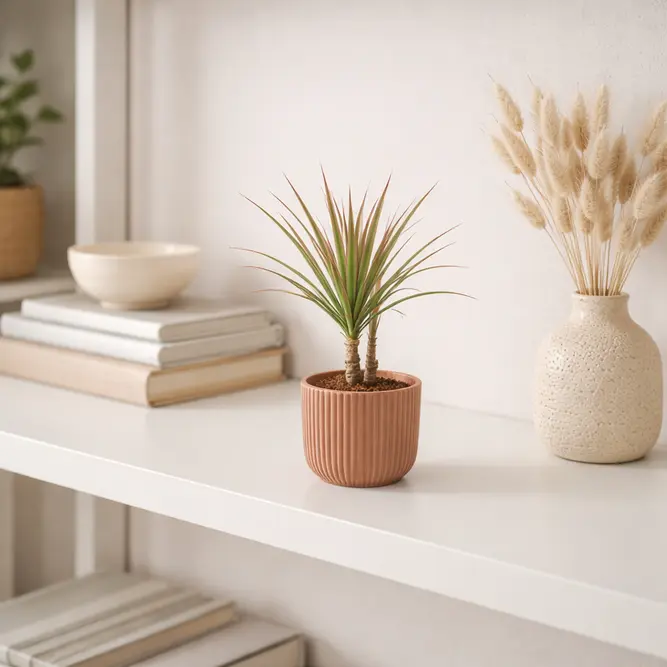 Dracaena marginata 'Bicolor' (Pot Size 7cm) Madagascar Dragon Tree - image 1