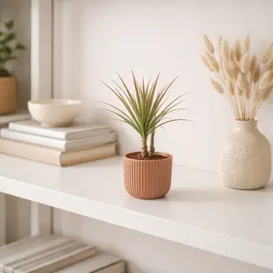 Dracaena marginata 'Bicolor' (Pot Size 7cm) Madagascar Dragon Tree