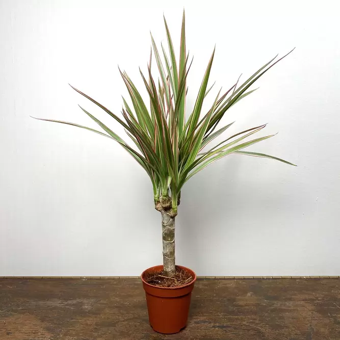 Dracaena marginata 'Bicolor' (Pot Size 7cm) Madagascar Dragon Tree - image 3