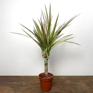 Dracaena marginata 'Bicolor' (Pot Size 7cm) Madagascar Dragon Tree - image 3