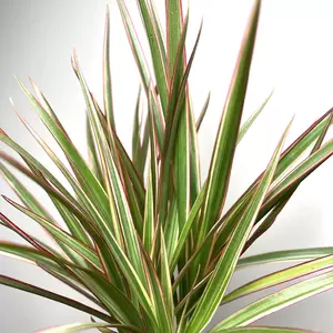 Dracaena marginata 'Bicolor' (Pot Size 7cm) Madagascar Dragon Tree - image 2