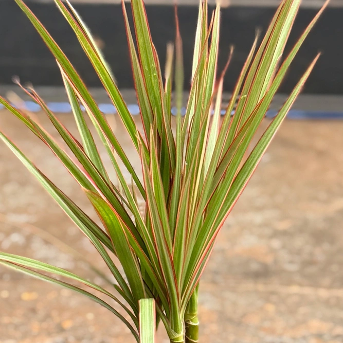 Dracaena marginata 'Bicolor' (Pot Size 7cm) Madagascar Dragon Tree - image 4