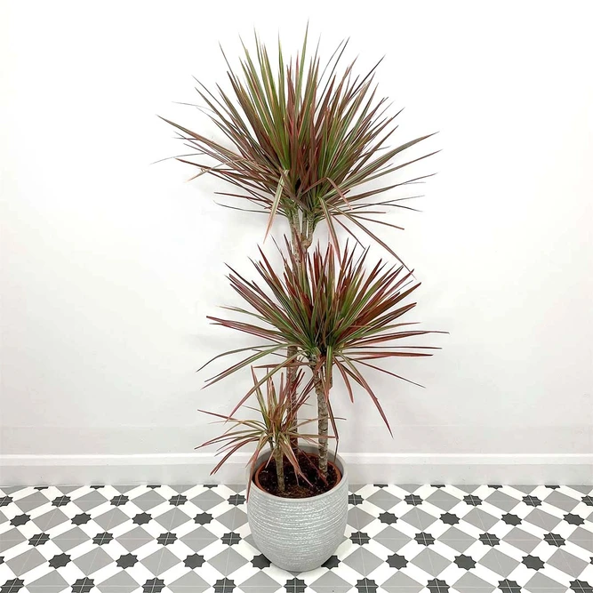 Dracaena marginata 'Colorama' (Pot Size 21cm) Approx Height 120cm - image 1