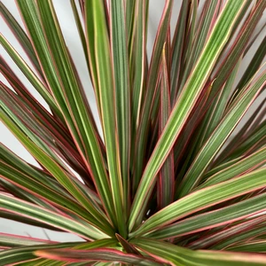 Dracaena marginata 'Colorama' (Pot Size 21cm) Approx Height 120cm - image 2