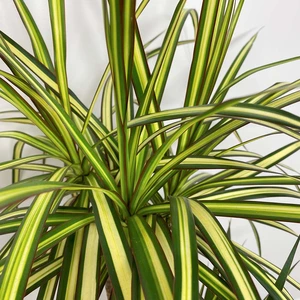 Dracaena marginata 'Golden Dragon' (Pot size 21cm) Approx Height 120cm - image 2