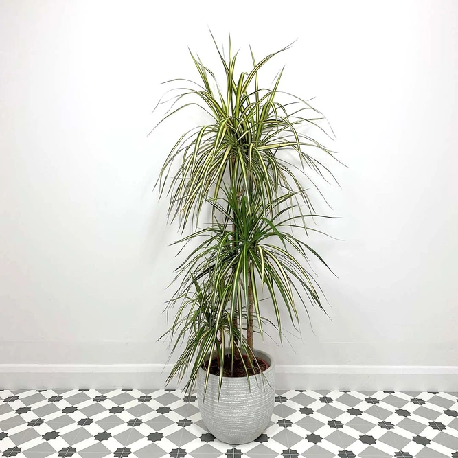 Dracaena marginata 'Golden Dragon' (Pot size 21cm) Approx Height 120cm - image 1