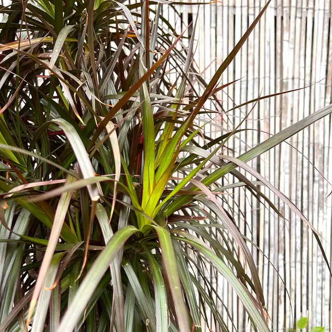 Dracaena marginata 'Magenta' (Pot Size 35cm) Approx Height 180cm - image 2