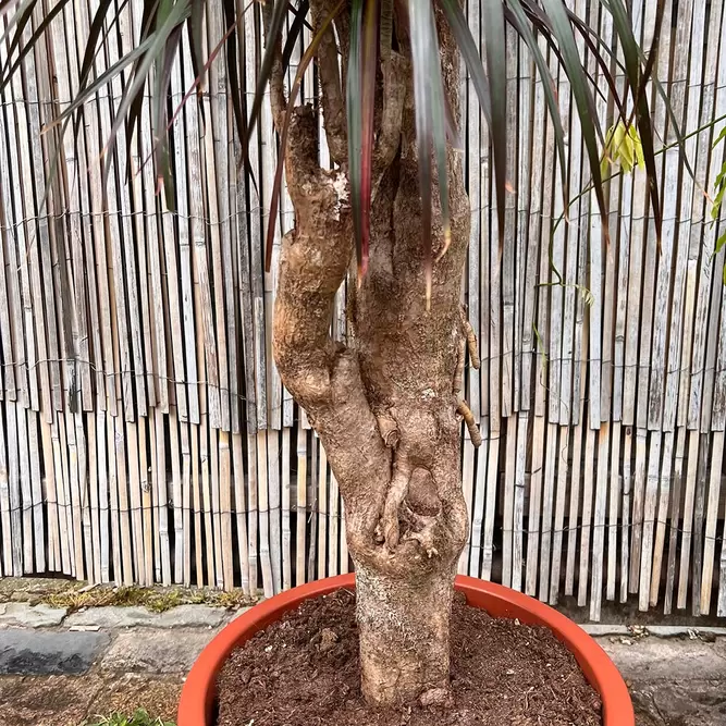 Dracaena marginata 'Magenta' (Pot Size 35cm) Approx Height 180cm - image 3