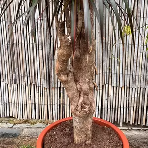 Dracaena marginata 'Magenta' (Pot Size 35cm) Approx Height 180cm - image 3