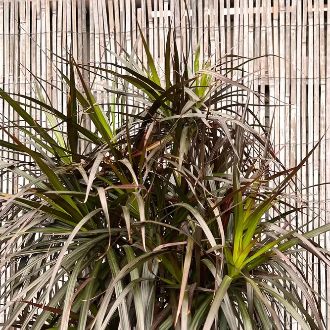 Dracaena marginata 'Magenta' (Pot Size 35cm) Approx Height 180cm - image 4