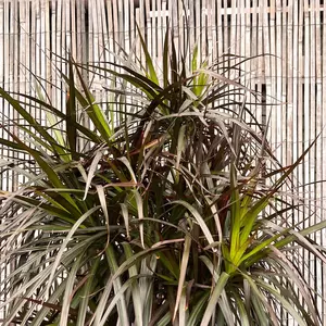 Dracaena marginata 'Magenta' (Pot Size 35cm) Approx Height 180cm - image 4