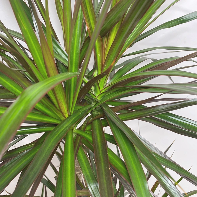 Dracaena marginata 'Magenta' (Pot Size 21cm) Approx Height 120cm  - image 2