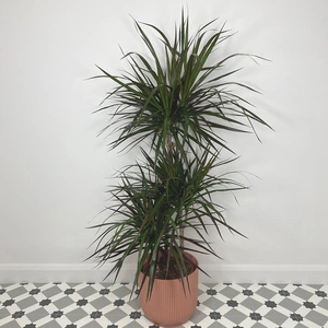 Dracaena marginata 'Magenta' (Pot Size 21cm) Approx Height 120cm  - image 1