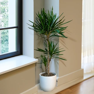 Dracaena marginata 'Magenta' (Pot Size 24cm) Approx Height 130cm - image 3