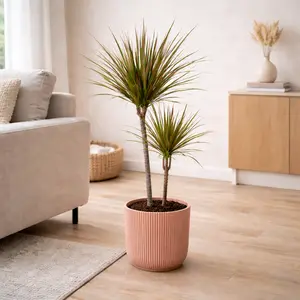 Dracaena marginata (Pot Size 19cm) - image 2