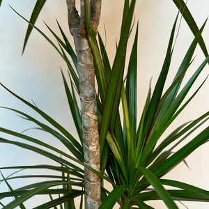 Dracaena marginata (Pot Size 24cm) Approx Height 130cm - image 2