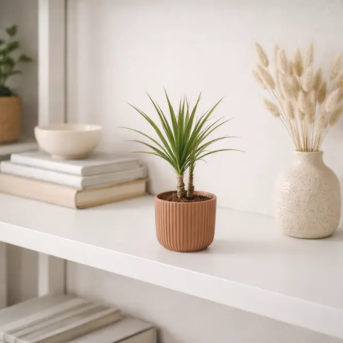 Dracaena marginata (Pot Size 6cm) - image 1