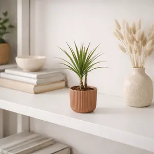 Dracaena marginata (Pot Size 6cm) - image 1