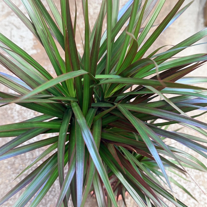 Dracaena marginata (Pot Size 6cm) - image 2