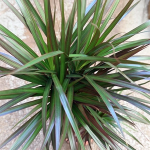 Dracaena marginata (Pot Size 6cm) - image 2