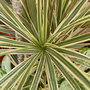 Dracaena marginata 'Rainbow' (Pot Size 21cm) - image 4