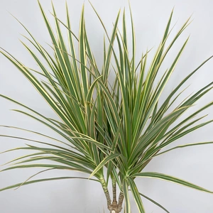 Dracaena marginata 'Rainbow' (Pot Size 21cm) - image 3