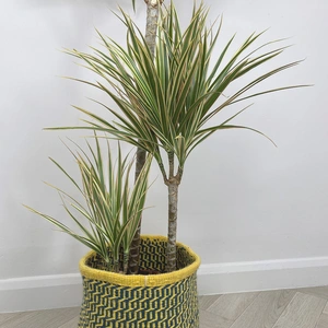 Dracaena marginata 'Rainbow' (Pot Size 21cm) - image 2