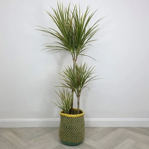 Dracaena marginata 'Rainbow' (Pot Size 21cm) - image 1